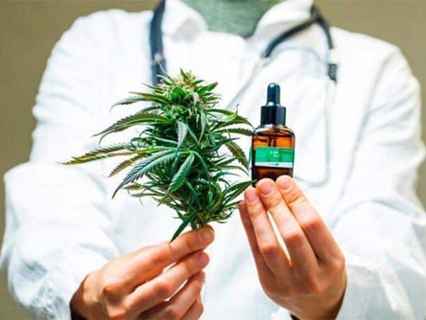 aceites y flores de cbd como alternativa medicinal