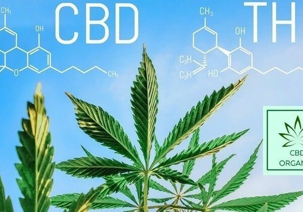 CBD vs THC diferencias entre cannabinoides CBD Organics