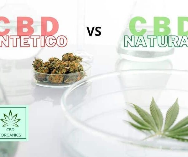 cbd sintetico versus cbd natural de cbd organics flores y aceites cbd