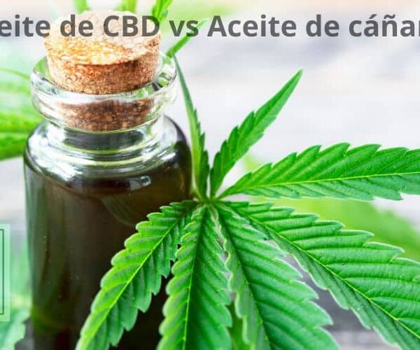 Aceite de cáñamo vs Aceite de CBD