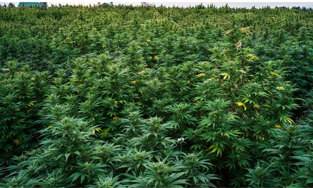 El mejor CBD al por mayor