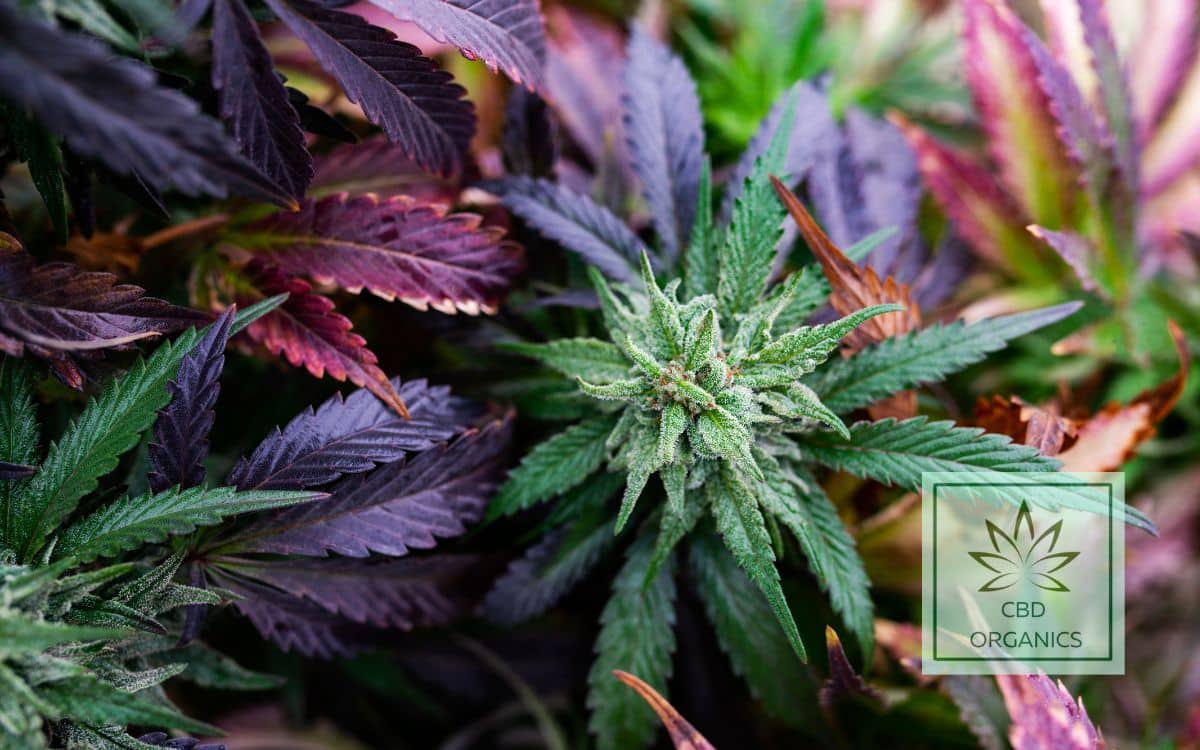 Cogollo morado de CBD