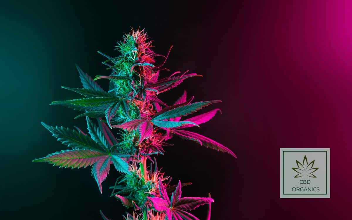 Cogollos rojos de marihuana púrpura