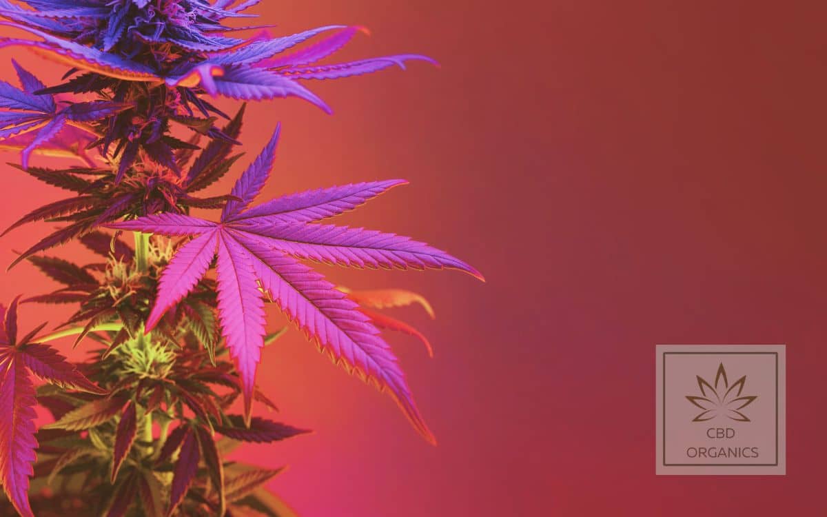 flores de marihuana legal roja