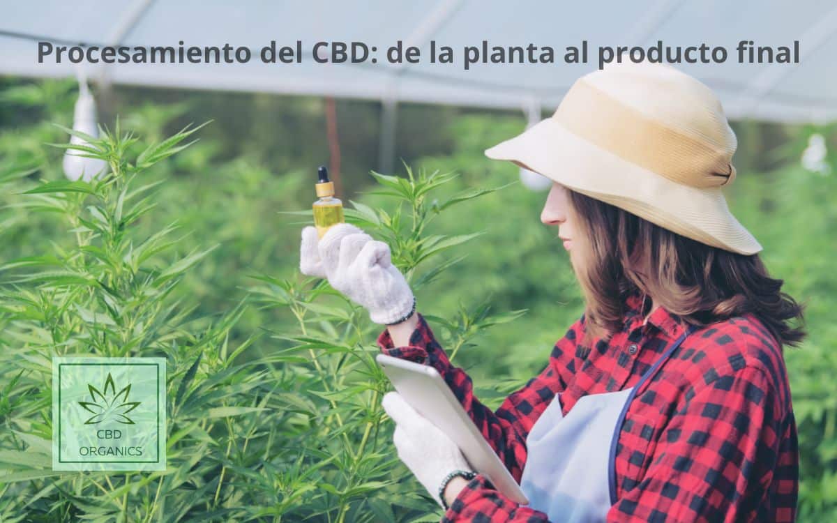 Formas de procesar el CBD