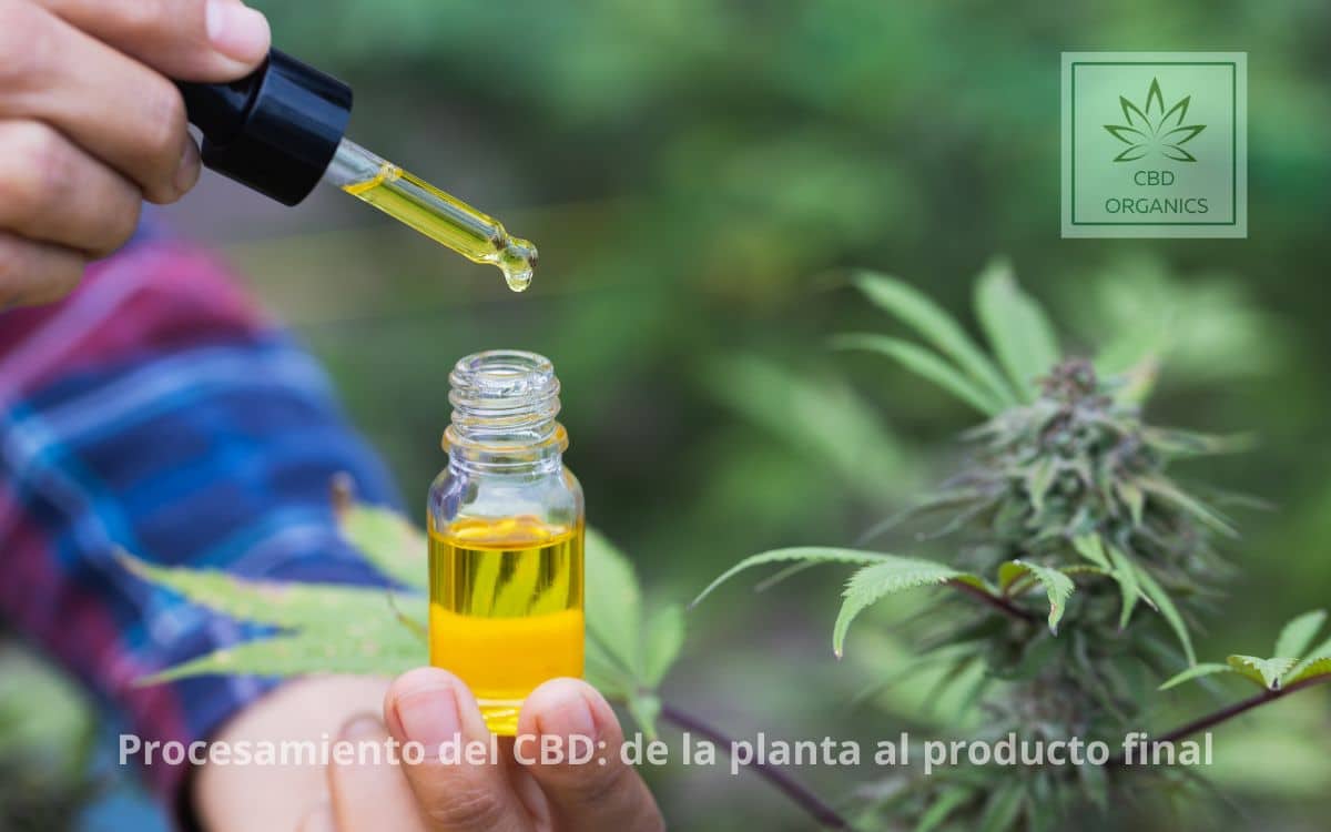 Diferentes formas de procesar el CBD