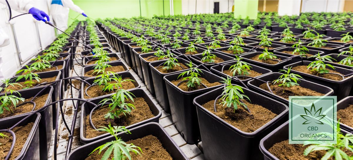 El CBD y su cultivo