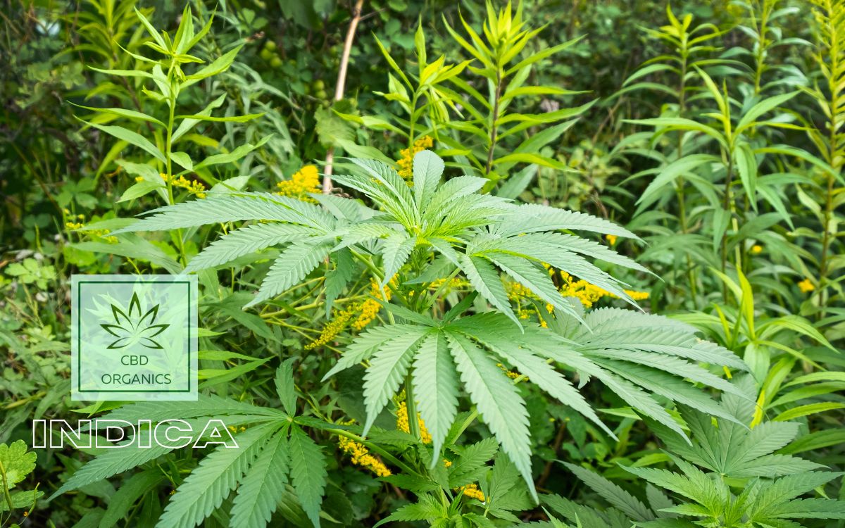 cannabis indica vs sativa