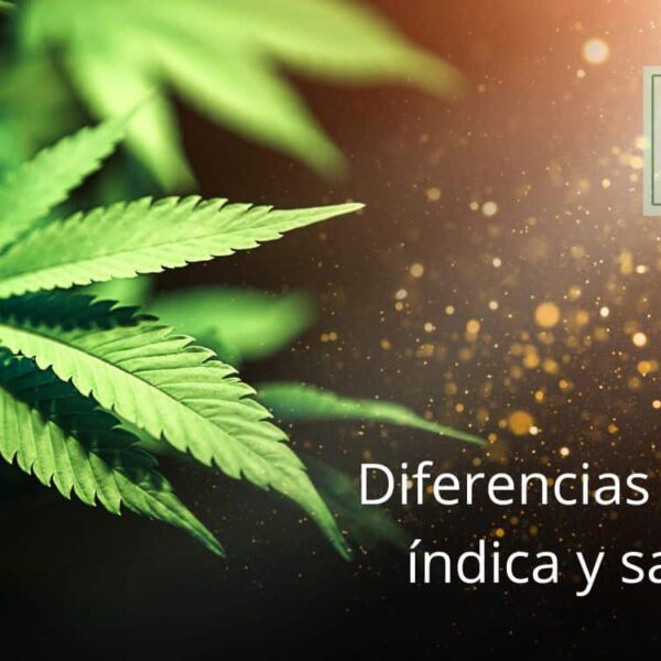 Marihuana indica vs sativa