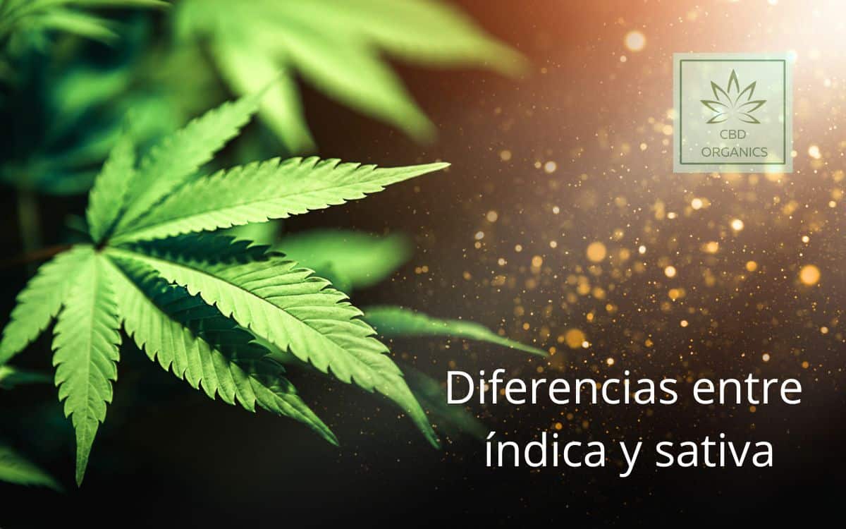Marihuana indica vs sativa