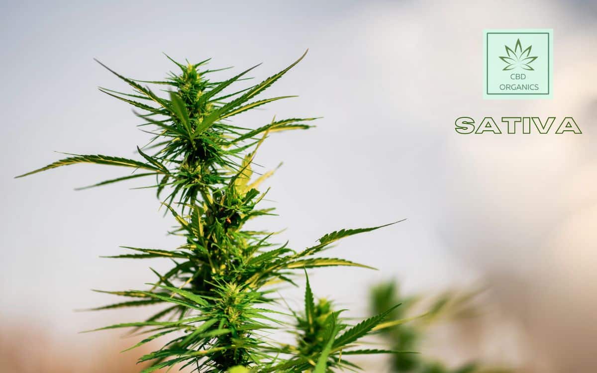 sativa o índica CBD