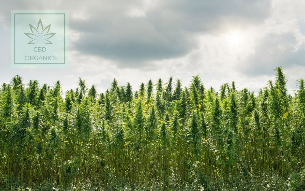 Plantación de CBD