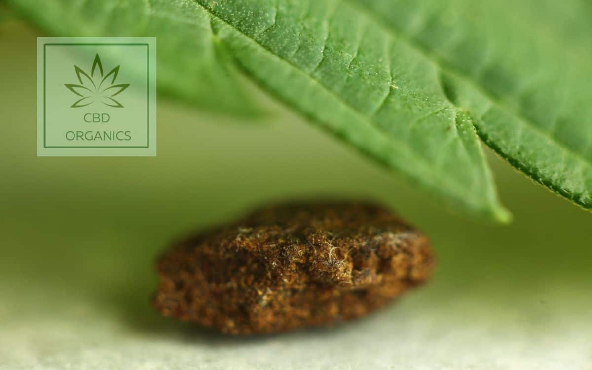 Resina CBD Piattella