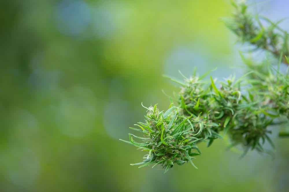 ¿Qué son los Cannabinoides y dónde se encuentran
