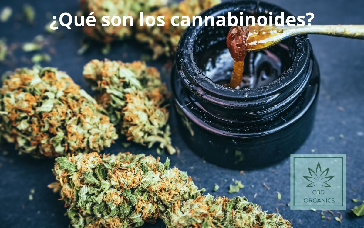 Cannabinoides y sistema endocannabinoide