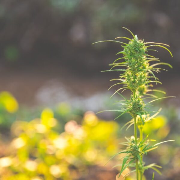 Diferencias entre HHC y THC