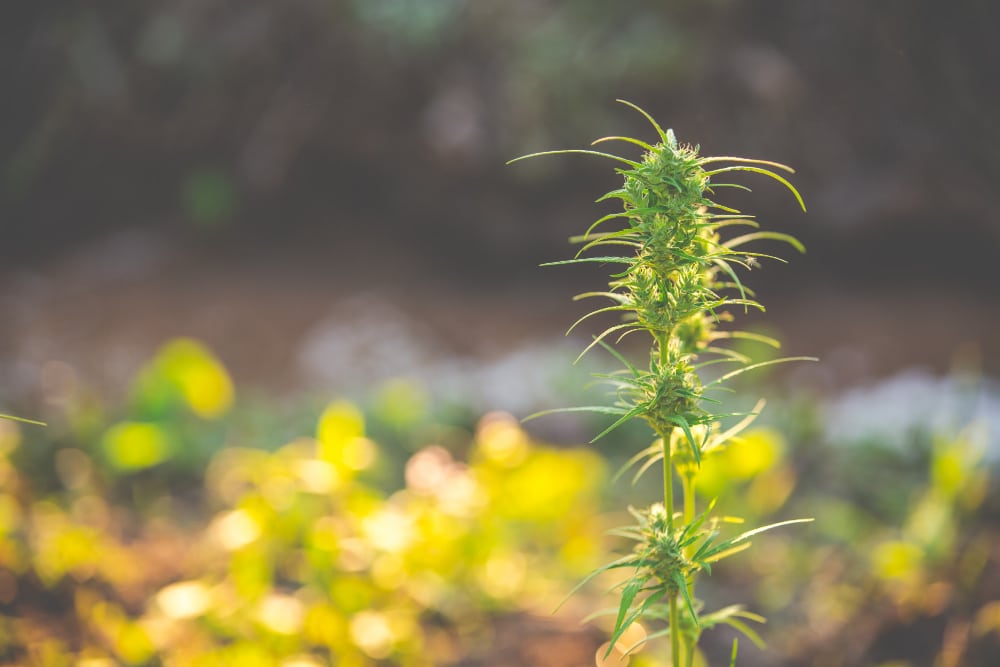 Diferencias entre HHC y THC