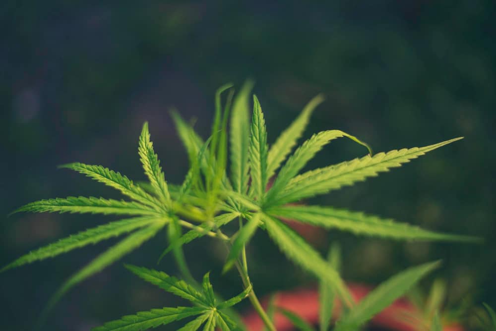 que es el cannabicromeno