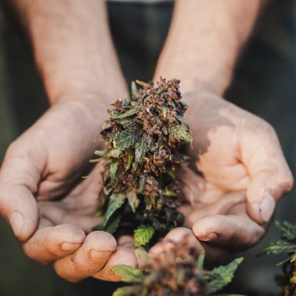 Qué es la floración de la marihuana y en qué consiste