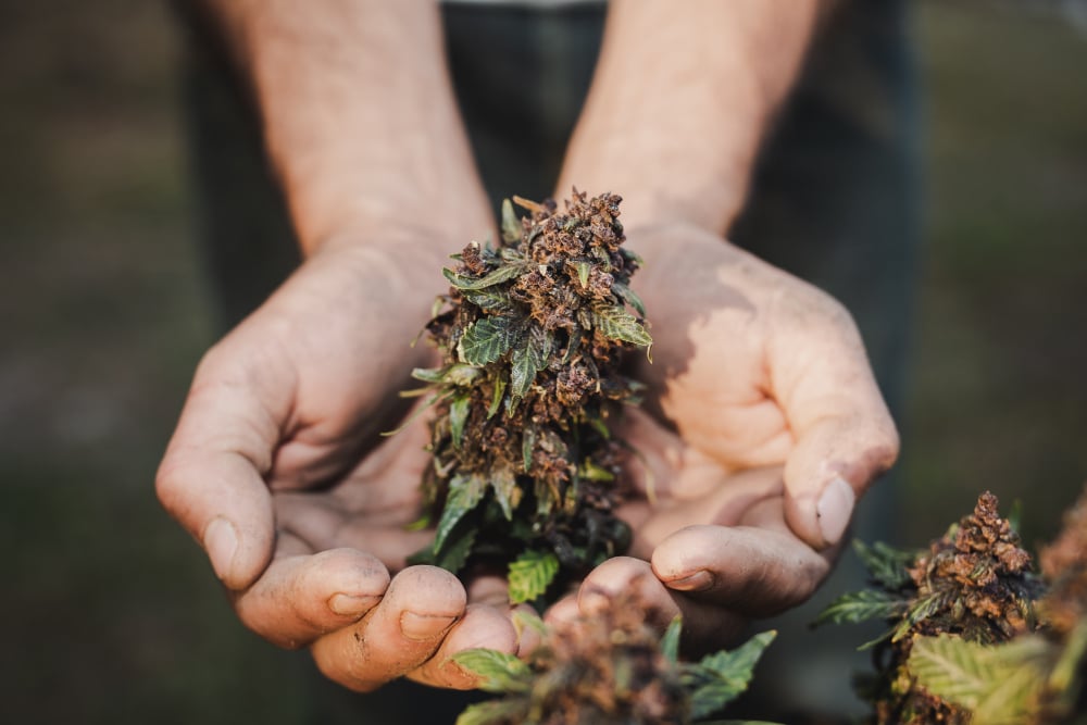 Qué es la floración de la marihuana y en qué consiste