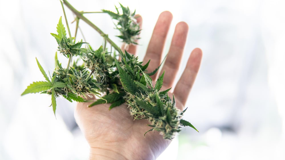 quienes somos en CBD Organics