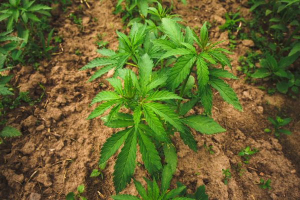 cbd outdoor
