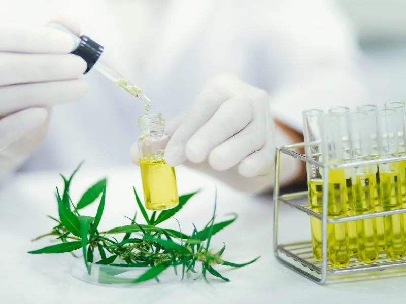 Extracción CBD