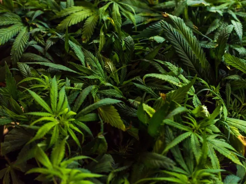Diferencia entre CBD Broad Spectrum y Full Spectrum